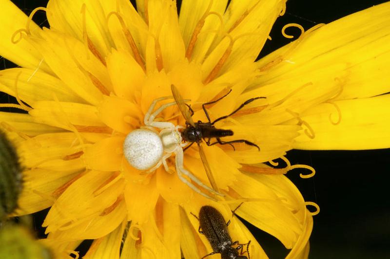 Misumena_vatia_D4943_Z_90_Les Gris_Frankrijk.jpg